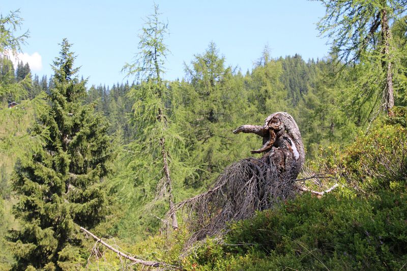 Natural sculpture