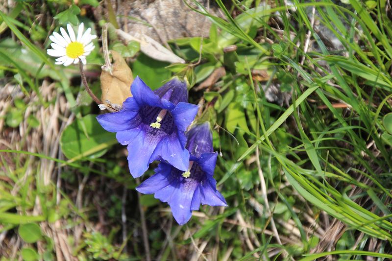 Gentian